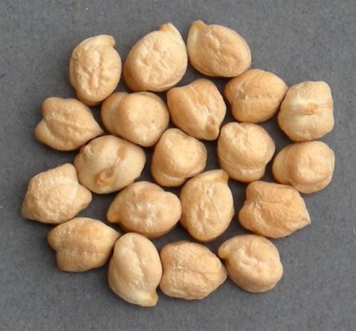 Chick Peas