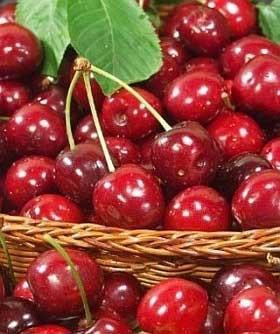 Organic Fresh Cherry, Shelf Life : 15days