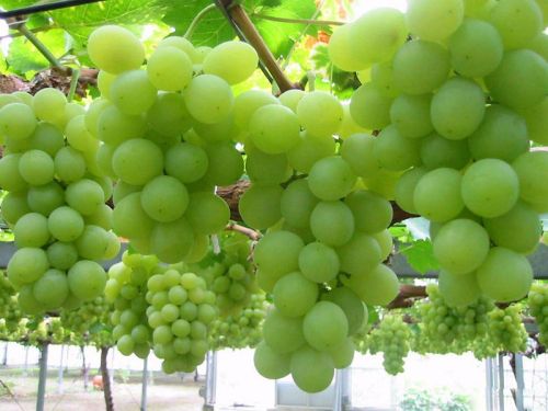 Organic Fresh Green Grapes, Shelf Life : 7-10days