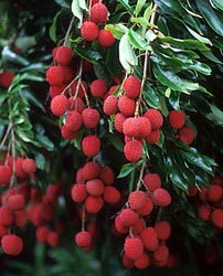 Organic Fresh Litchi, For Food, Juice, Feature : Fat Free, Sweet