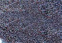 Mustard seeds, Packaging Type : Plastic Bag