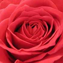 Rose Fragrance Oil