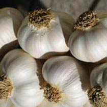 Garlic, Number Of Flower : Vegetable