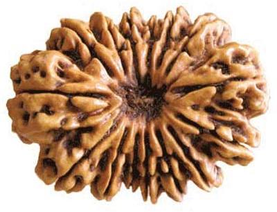 13 Mukhi Rudraksha