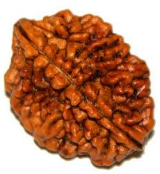 2 Mukhi Rudraksha