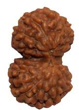 Gauri Shankar Rudraksha