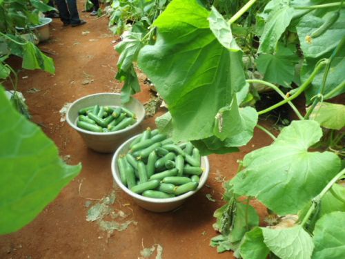 Seedless Cucumber, Color : Dark Green