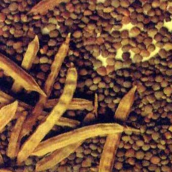 Guar Gum Seeds