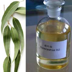 Eucalyptus Citriodora Oil, For Fever, Infections, Stomach Issue, Form : Liquid