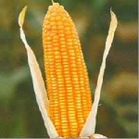 Hybrid Maize Seeds