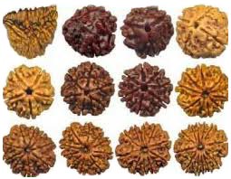 Rudraksha Beads