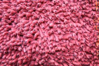 Designer Shaggy Rugs