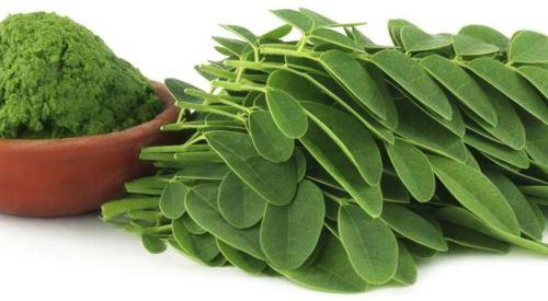 Moringa Oleifera