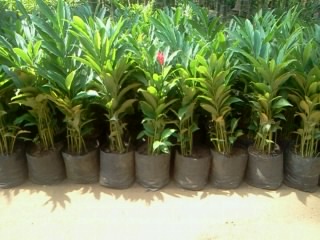 Alpinia Purpurata Plant, For Agriculture, Features : Well Watered