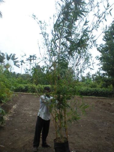 Golden Bamboo Plant, For Agriculture