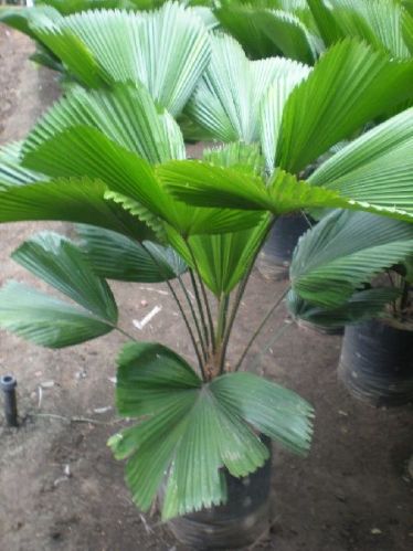 Grandis Palm Plant, For Agriculture