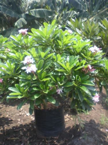 Plumeria Dwarf Pink Plant, For Agriculture