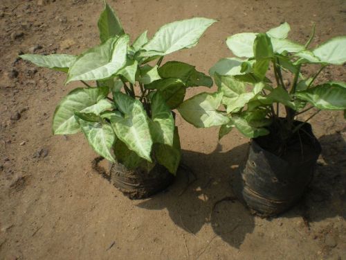 Syngonium Podophyllum Plant, For Agriculture