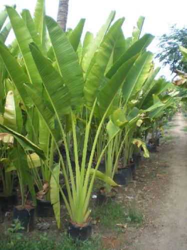 Travelers Palm Plant, For Agriculture