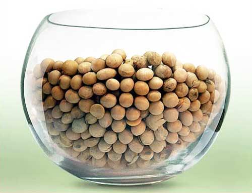 Soybean Seeds