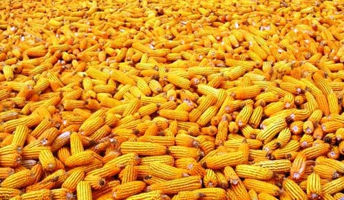 Yellow corn, Storage : Cool, Dry Place