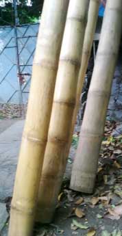 Bamboo Broomsticks