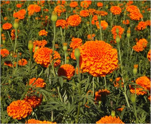 P2 Hybrid F1 Lutein Marigold Seeds