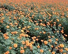 Pari 24 Marigold f1 Hybrid Seeds