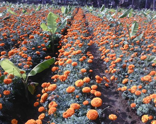 Hybrid Marigold Seeds, Packaging Type : ORANGE