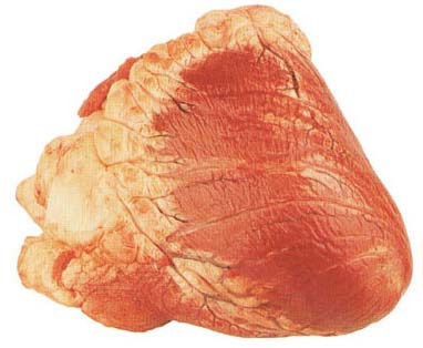 Frozen Buffalo Heart, For Cooking, Feature : Delicious Taste, Good In Protein