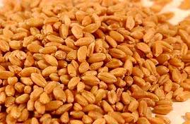 Wheat seeds, Number Of Flower : Sharbati