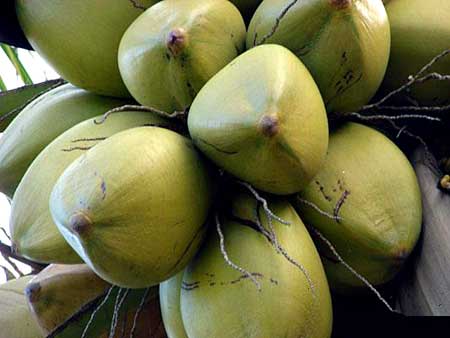 Green Coconut