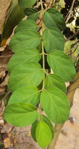 Gymnema Sylvestre