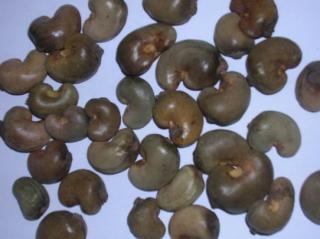 Raw Cashew Nuts