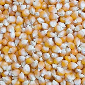 Yellow maize seeds, Number Of Flower : Natural