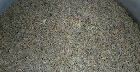 Dill Seeds, Total Fat : 23%