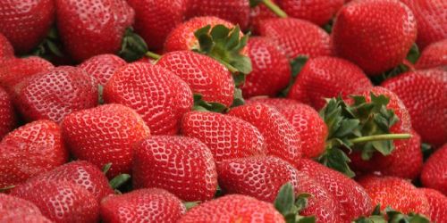Fresh strawberry, Grade : A Grade