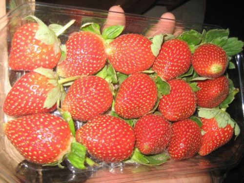 Strawberry, Shelf Life : 3-5 Days