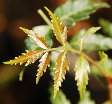 Fresh Neem Leaves