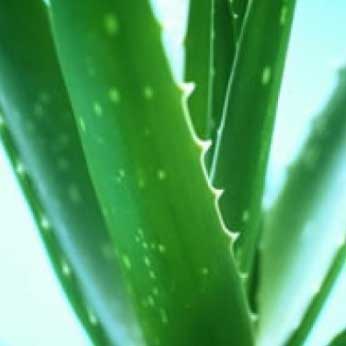 Aloe Vera Plant