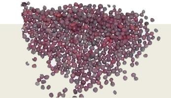 Red Mustard Seeds