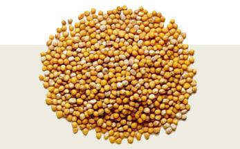 Yellow Mustard Seeds