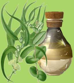 Eucalyptus Oil