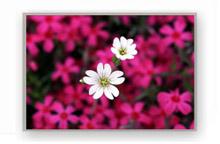 Innolux 7 Inch TFT LCD Display, Brand Name : CMI