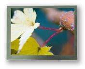 TFT LCD Displays, Brand Name : PVI (EINK)