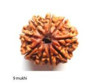 9 Mukhi Nepali Rudraksha Bead