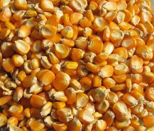 Maize Seeds, Packaging Type : Bags