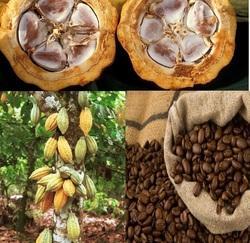 Cocoa powder, Organic : Yes