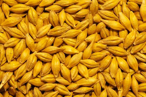 Barley, Feature : High In Protein