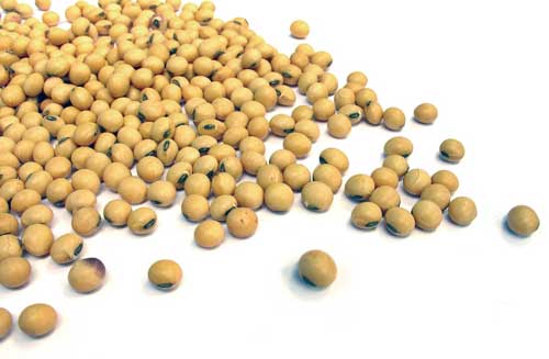 Soyabean, Packaging Type : Plastic Bag